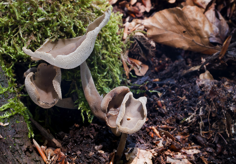 Helvella macropus